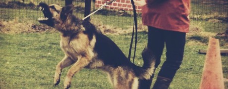 A fear aggressive / reactive German Shepherd lunges at another dog