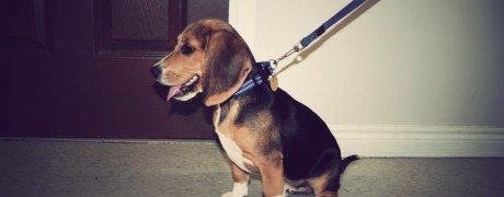Finnegan Beagle