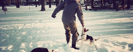 Dufferin Grove Park Off-Leash Dogs
