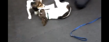 Beagle and Springer Spaniel