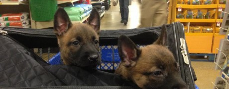 5 Weeks Old at Petsmart