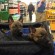 5 Weeks Old at Petsmart