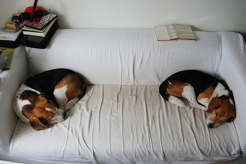 Duke and Petey Beagles