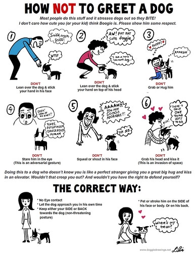 How Not To Greet A Dog