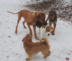 THIS is what an unhappy dog looks like. The Ridgeback is being a jerk.