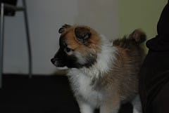 Icelandic Sheepdog Puppy Party