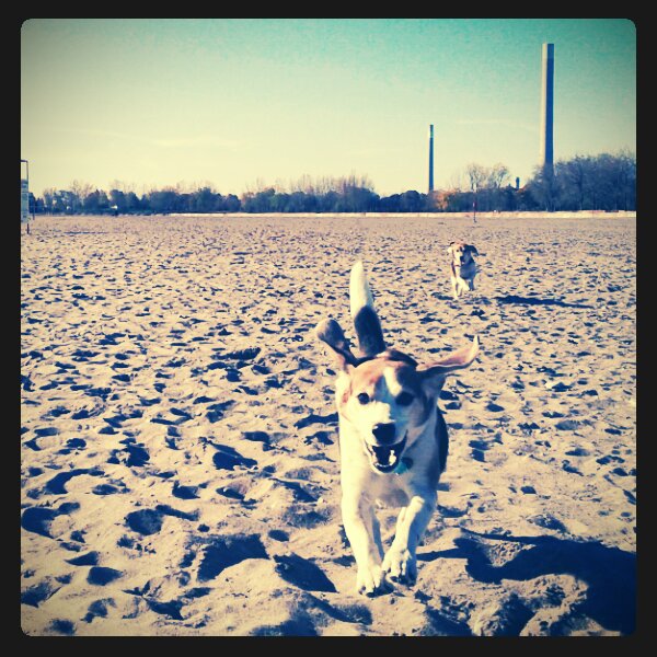Reliable Recall at the Offleash Dog Park