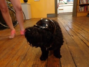 With so many bike lanes of course Amos has a bike helmet.