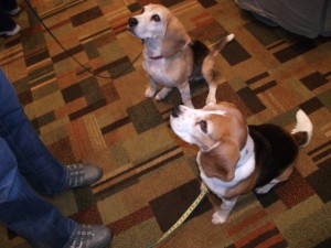 Beagles at ClickerExpo