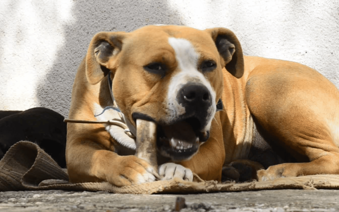 Resource Guarding – Dog growls to protect his bone