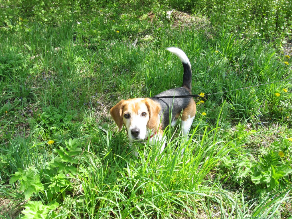 Petey at Kings Mill