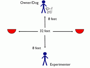 Canine Cognition Research – Updates and Some Results