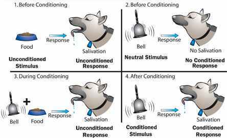Pavlovian Conditioning Pavlovian Conditioning