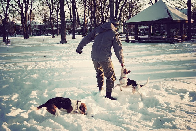 Making All City Parks Off-Leash Dog Parks Is Crazy