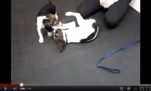Beagle and Springer Spaniel