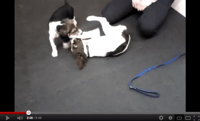 Beagle and Springer Spaniel at Puppy Socialization