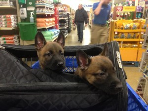 5 Weeks Old at Petsmart