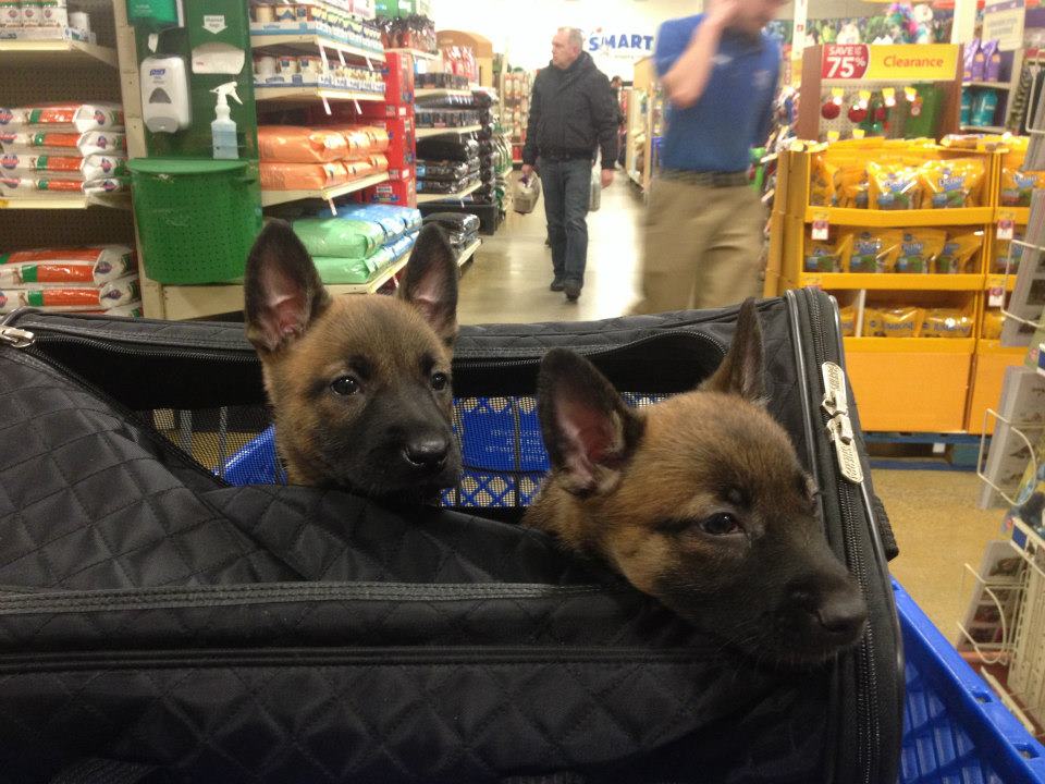 5 Weeks Old at Petsmart