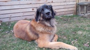 Molly, CGN