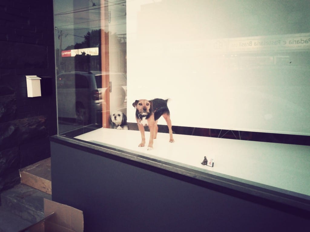 Stop dog barking out hot sale window