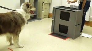 Dog and Shelves