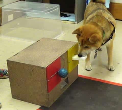 Volunteers Needed for University of Toronto Canine Cognition Lab