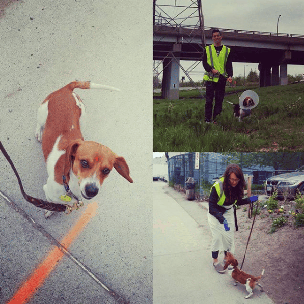 Work with the Toronto Humane Society