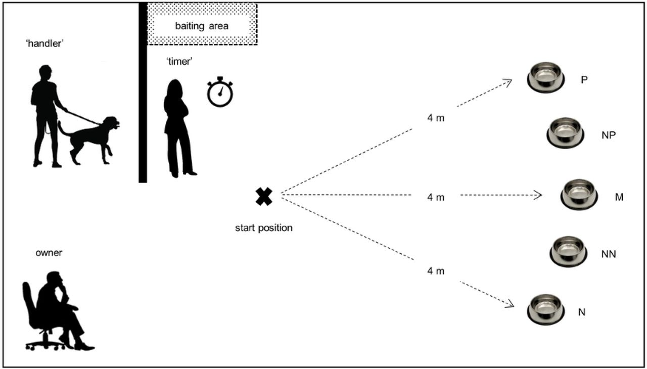 Schematic Of The Cognitive Bias Test When Hounds Fly Dog Training schematic-of-the-cognitive-bias-test-when-hounds-fly-dog-training
