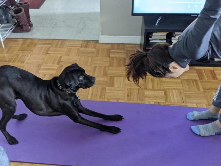 Dog Training Toronto When Hounds Fly Dog Training