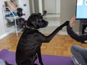 Dog Training During Social Distancing Covid 19 Toronto Shake a Paw