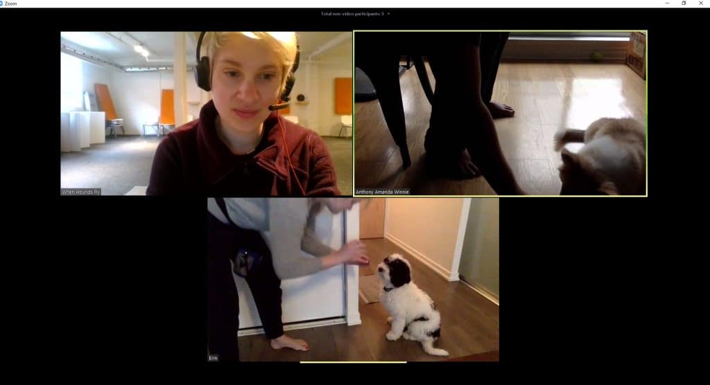 Online Dog Trainer via Zoom Webconference