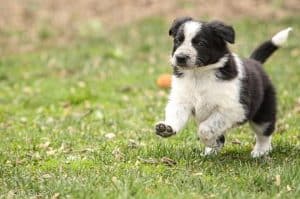 Border Collie Puppy