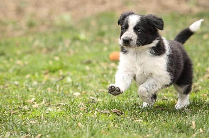 Border collie training sales classes near me
