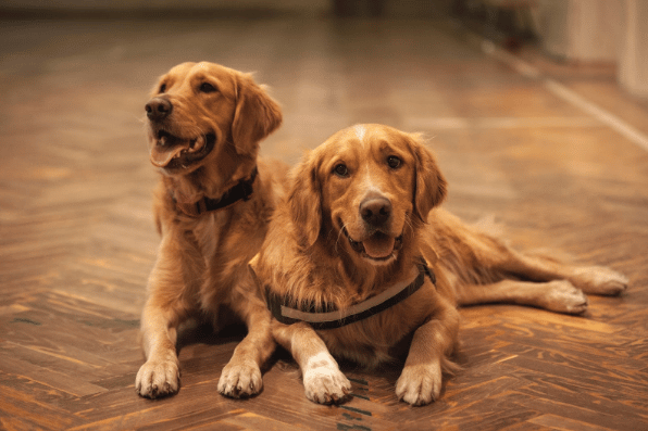 Webinar: Train Your Own Service Dog 101 – May 21, 7PM