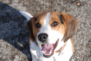 Duke the Beagle at 3 years old