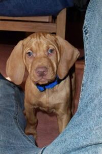 Oscar, Vizsla, Dog, Puppy