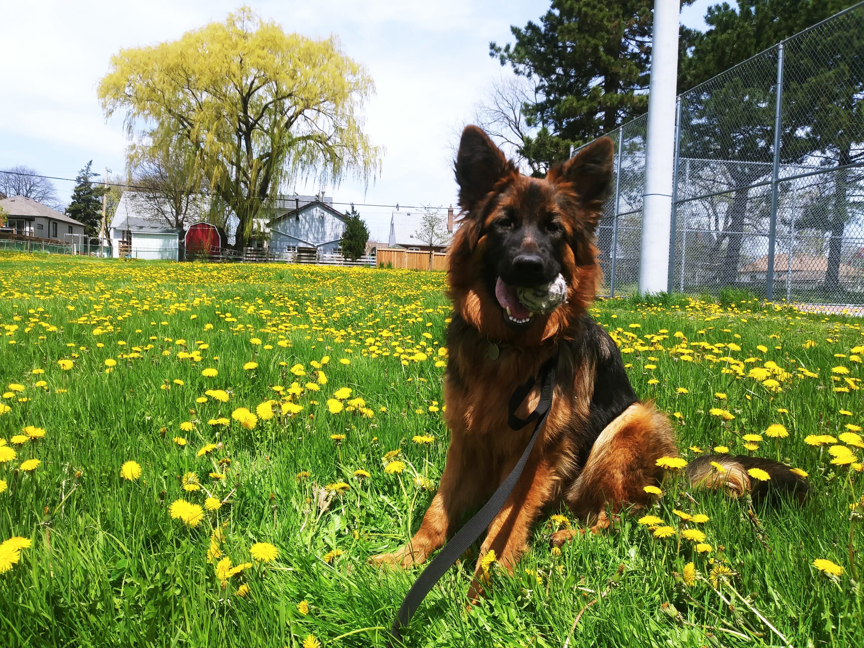 German Shepherd Dog