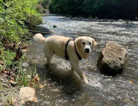 golden retriever