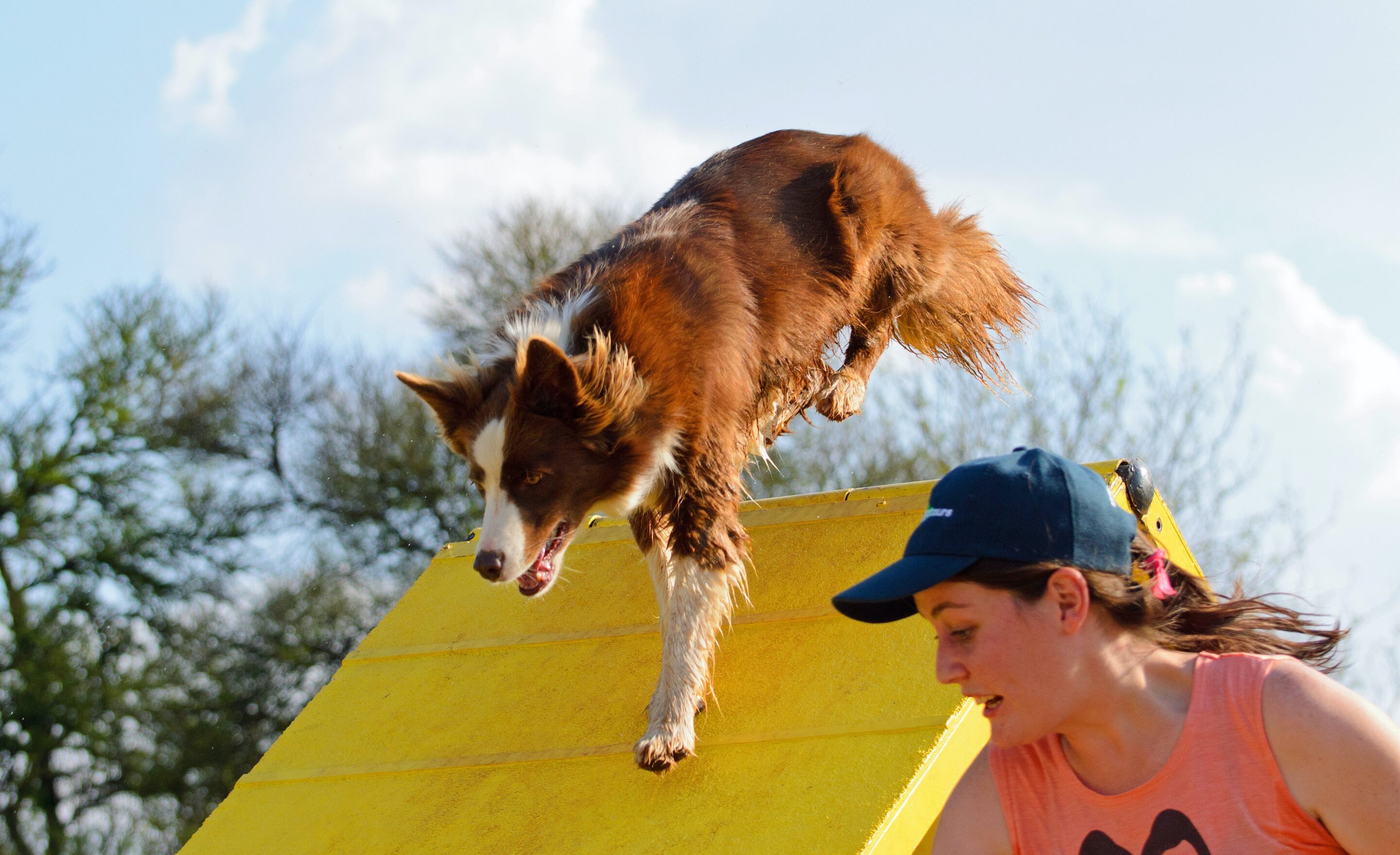 Dog on teeter