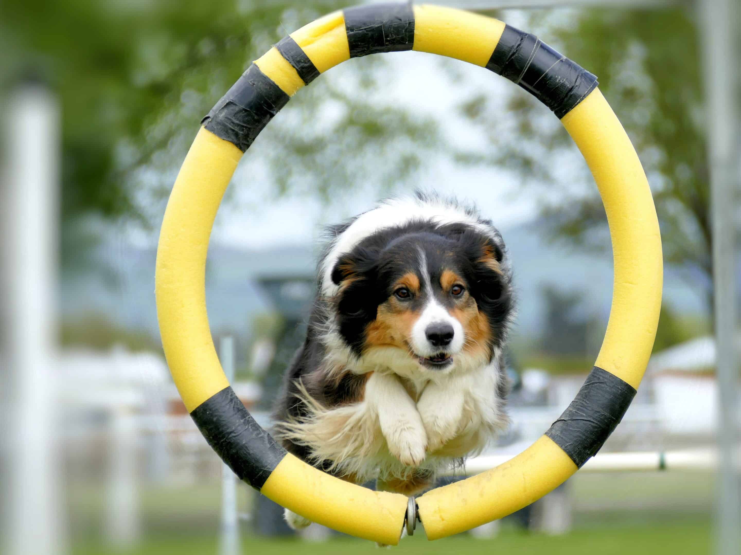 Dog on teeter