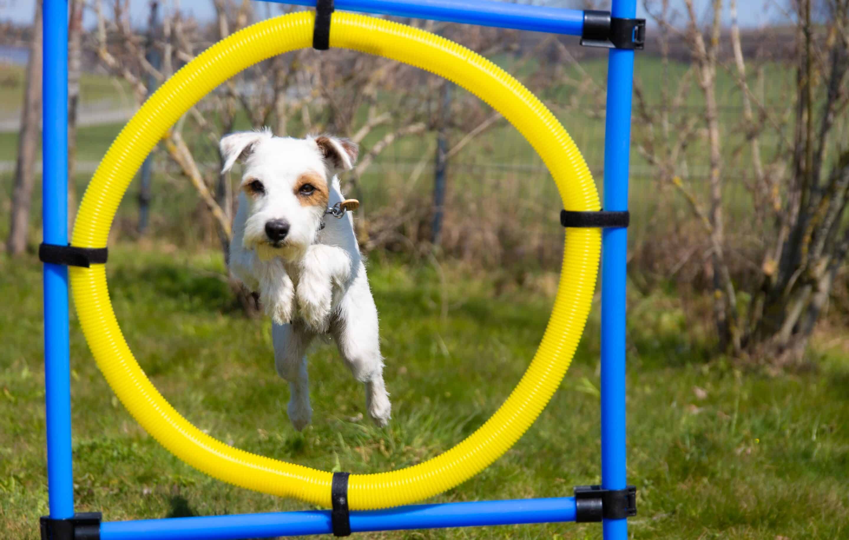 Dog on teeter