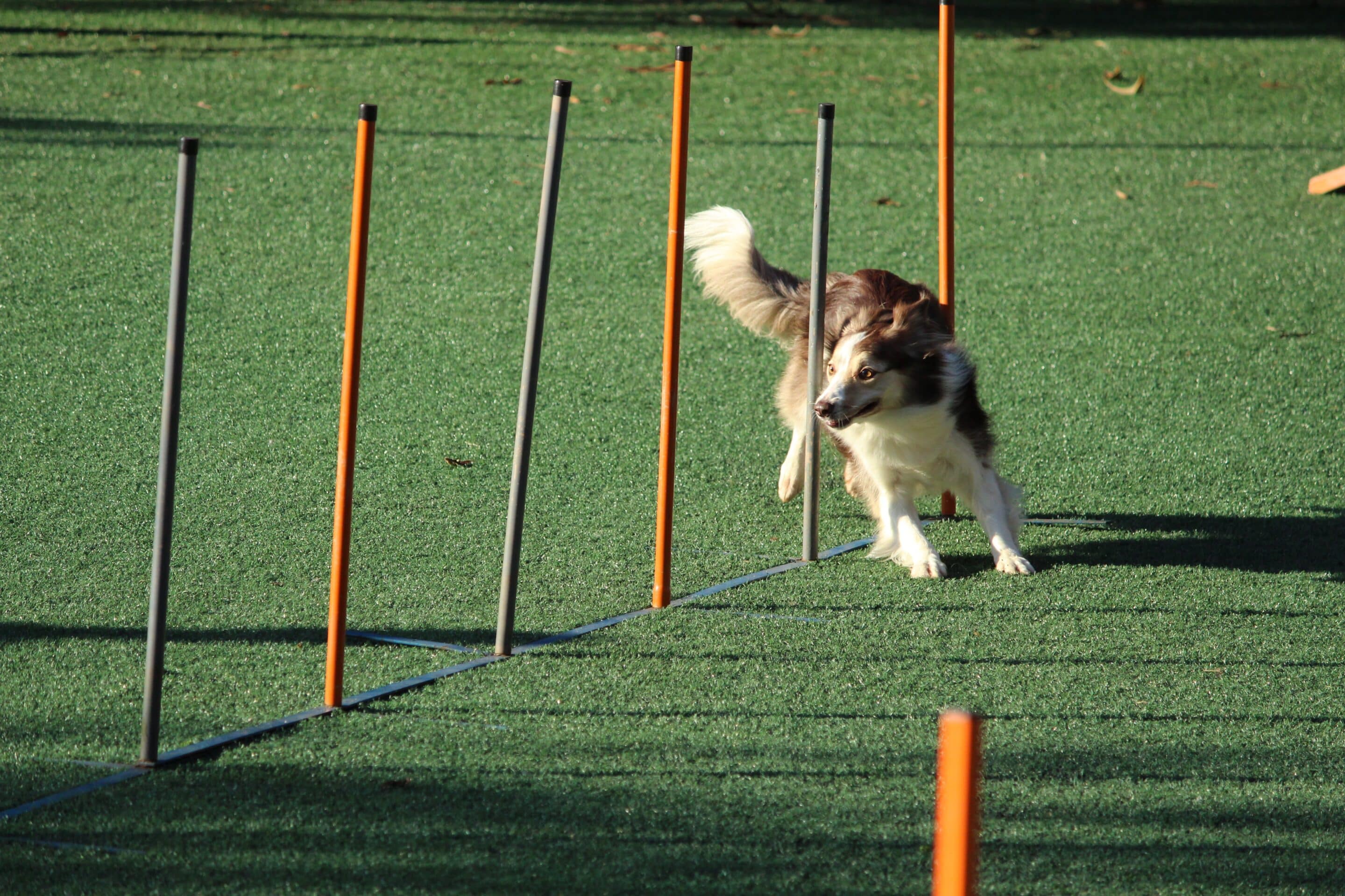 Dog on teeter