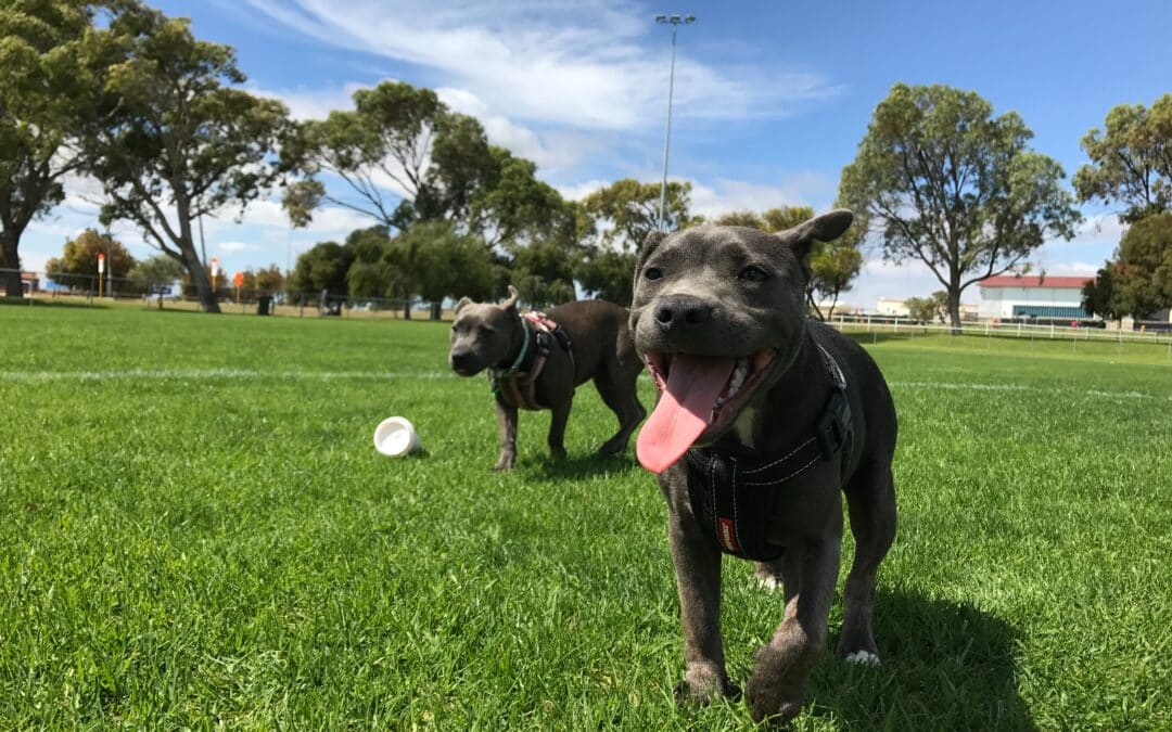 Toronto Off-Leash Dog Parks You May Not Know About