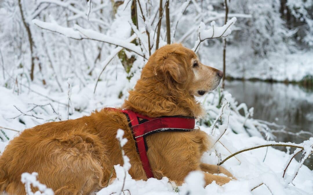 Five Tips to Keep Your Dog Exercised and Enriched When It’s Freezing Outside