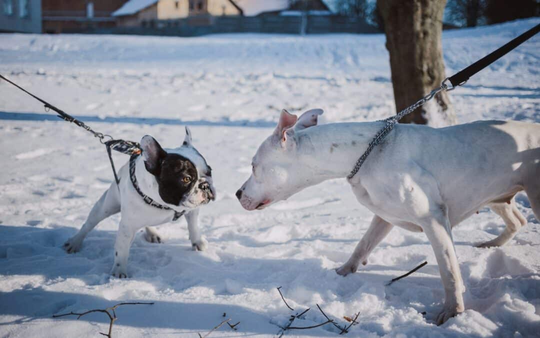 That Time I Sent My Parent’s Dog to a Choke Chain Trainer