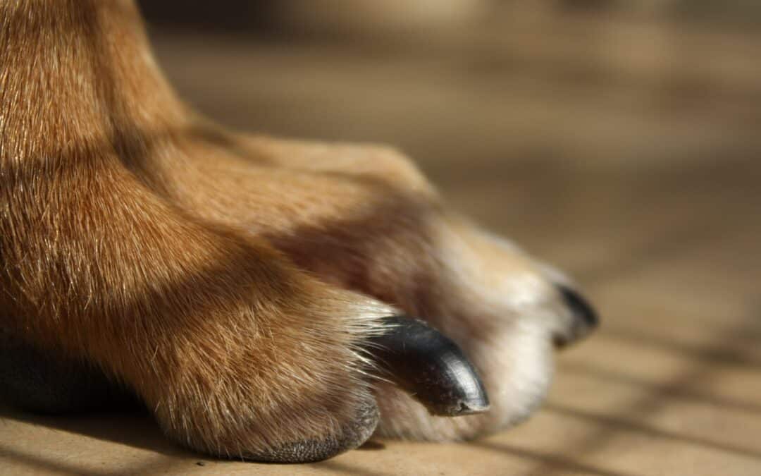 How to Successfully Trim Your Dog’s Nails: A Step-by-Step Guide