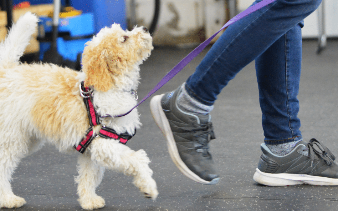 Simple Training Exercises to Improve Your Dog’s Focus