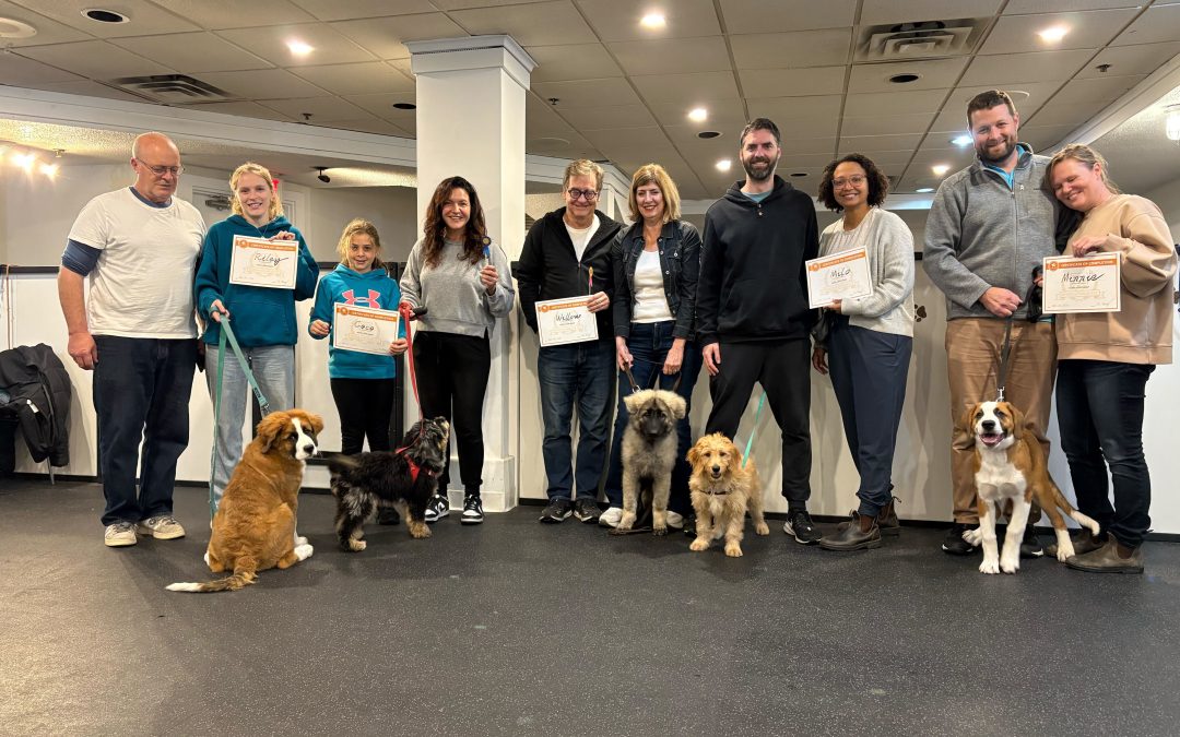 Puppy Training School