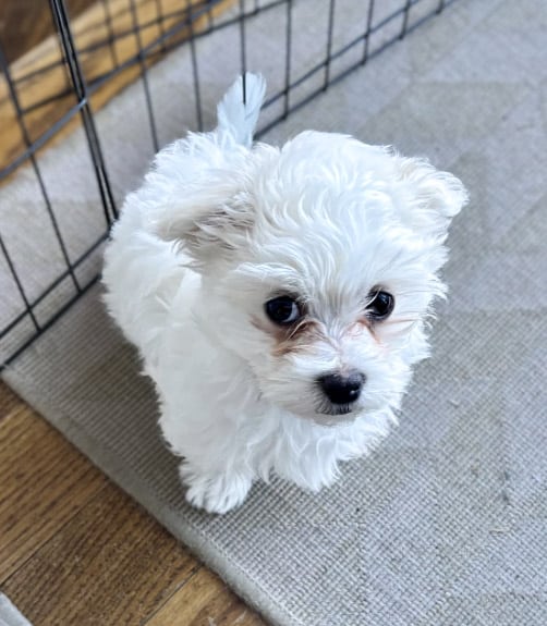 Evie Small Dog