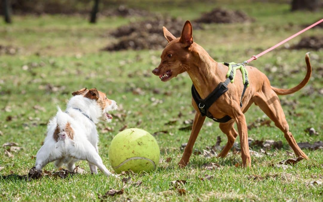 The Top 5 Basic Dog Training Commands: A Toronto Owner’s Guide